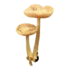 🍄