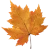 🍁