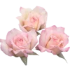 🌸