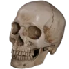 💀