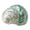🐚