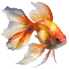 🐟
