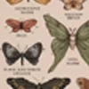 Эмодзи brown