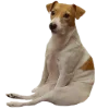 Эмодзи belle the dog