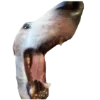 Эмодзи belle the dog
