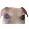 Эмодзи belle the dog