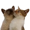 Эмодзи Brown emoji kwii