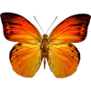🦋