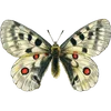 🦋