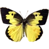 🦋