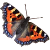 🦋
