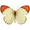 Эмодзи Бабочки