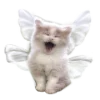 ?