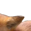 Эмодзи Хэллоуин