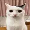 🙀