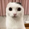 🙀