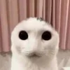 🙀