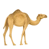 🐫
