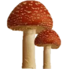 🤩