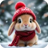 🐇