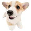🌟