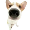 Эмодзи Dogs