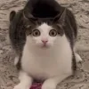😺