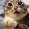 😺