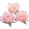 🌸