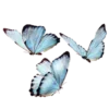 🦋