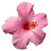 🌺