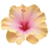 🌺