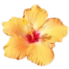 🌺