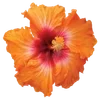 🌺
