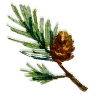 🌲