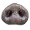 🐗