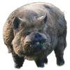 🐗