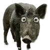 🐗