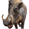 🐗