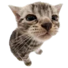 Эмодзи kittens