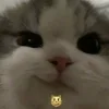 😼