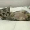 Эмодзи Котики
