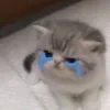Эмодзи Котики