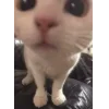 Эмодзи коты