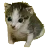 🐱