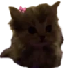 🐱