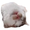 🐱