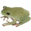 🐸