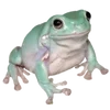 🐸