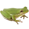 🐸